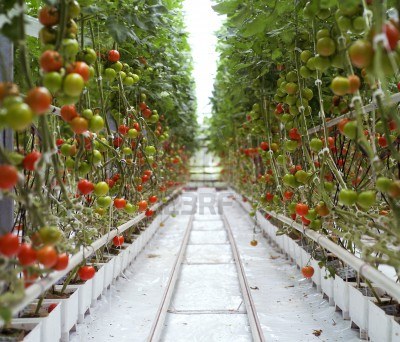 industrial tomato garden